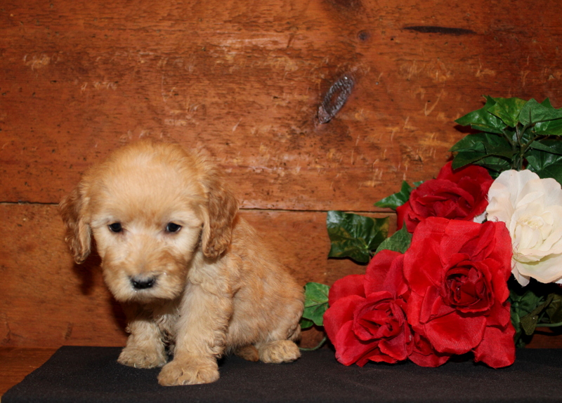 Mini sales goldendoodle puppyfind
